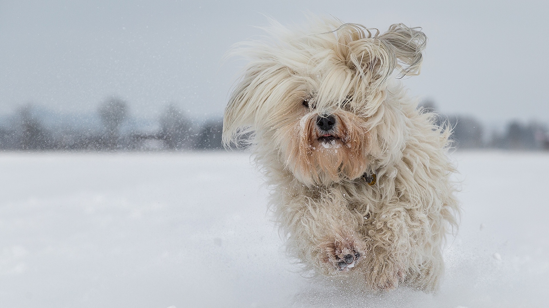 Happy Birthday Havanese Dog Stock Photos - Free & Royalty-Free Stock Photos  from Dreamstime