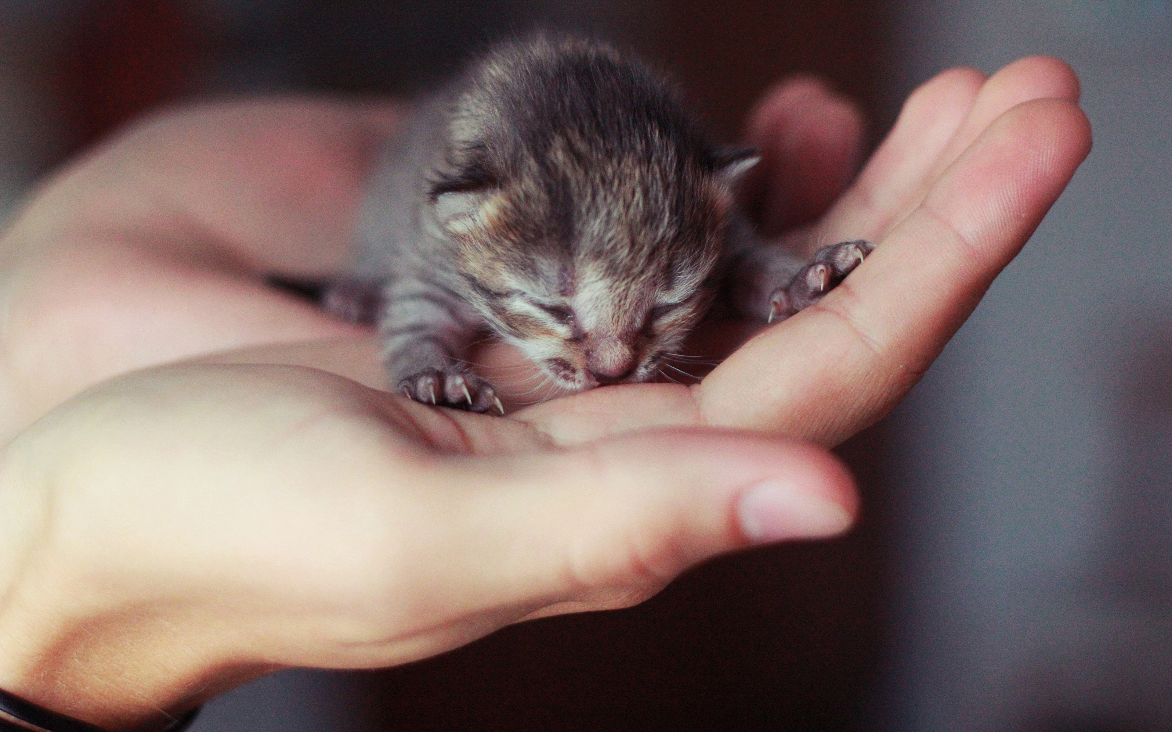 Kalel Kitten Feet