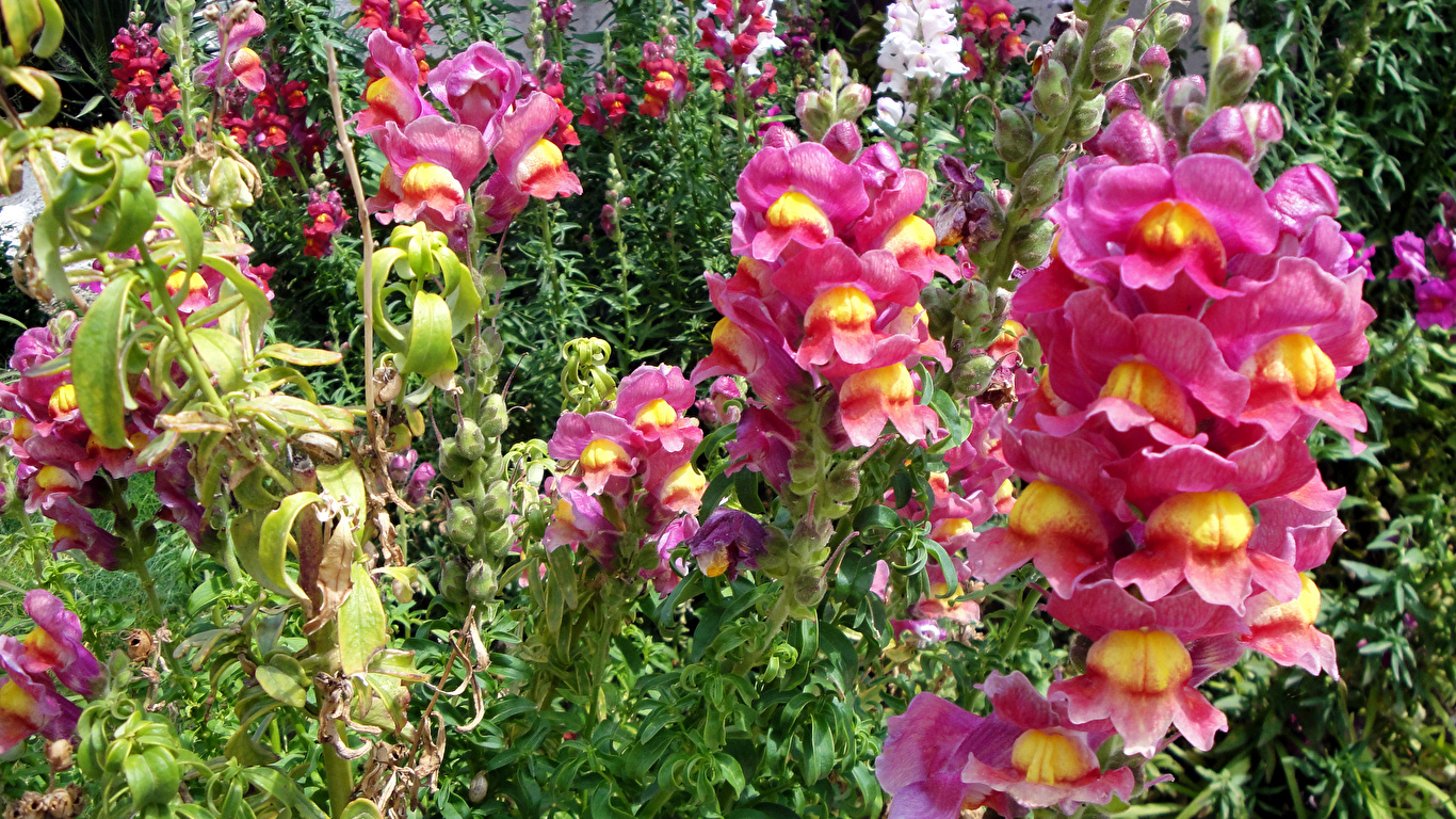 Fondos de Pantalla 1366x768 Antirrhinum De cerca Flores descargar imagenes