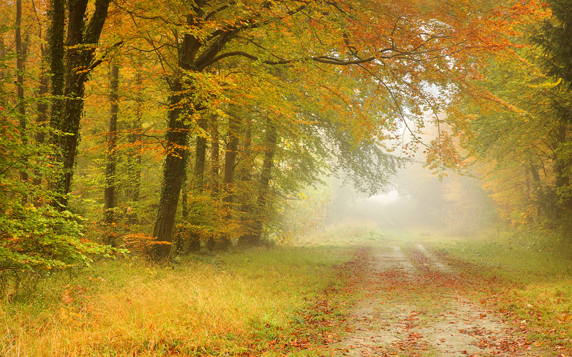 Desktop Hintergrundbilder Nebel Natur Herbst Wege Bäume 1920x1200 Straße