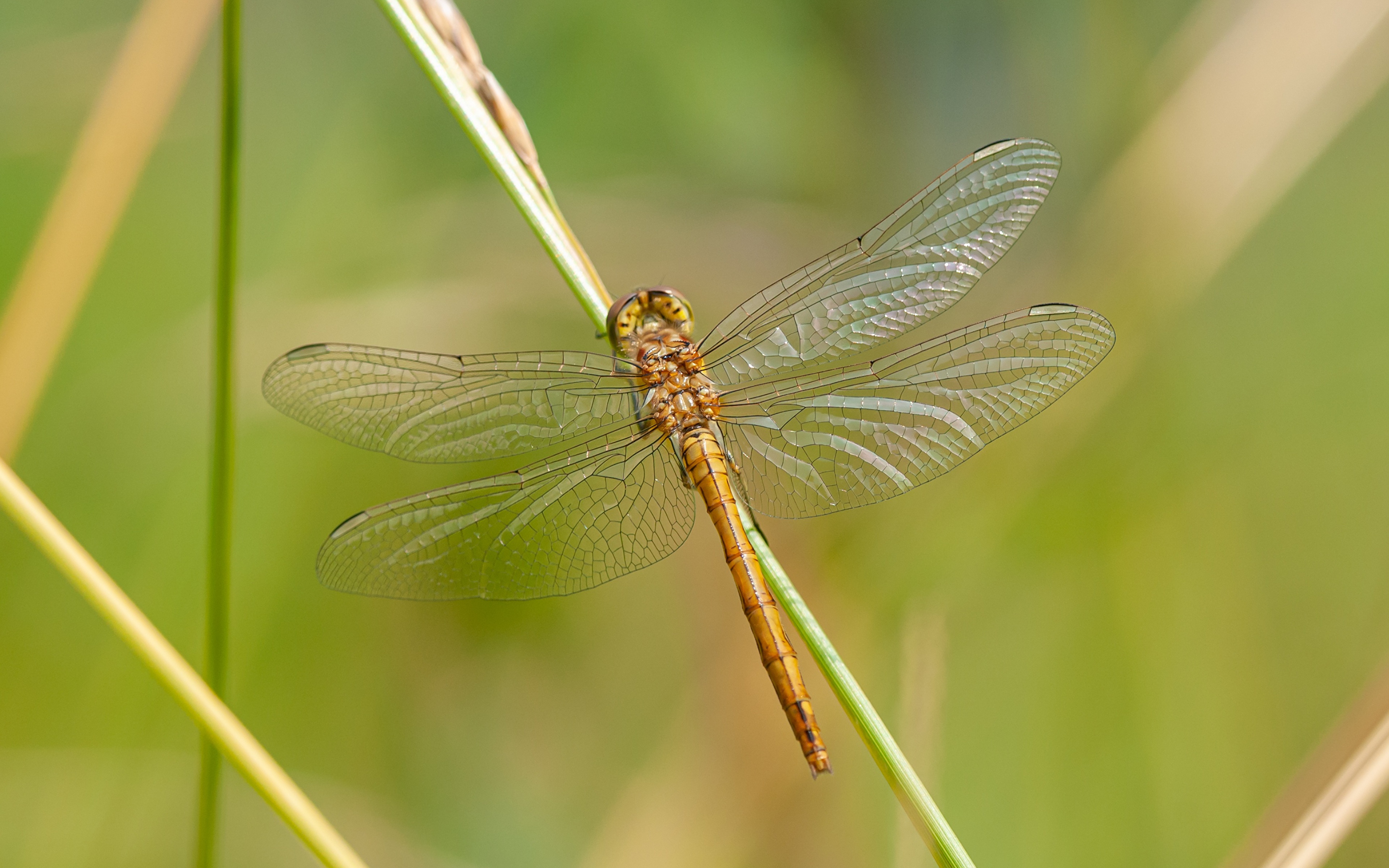 Desktop Wallpapers Insects Dragonfly Blurred Background 3840x2400