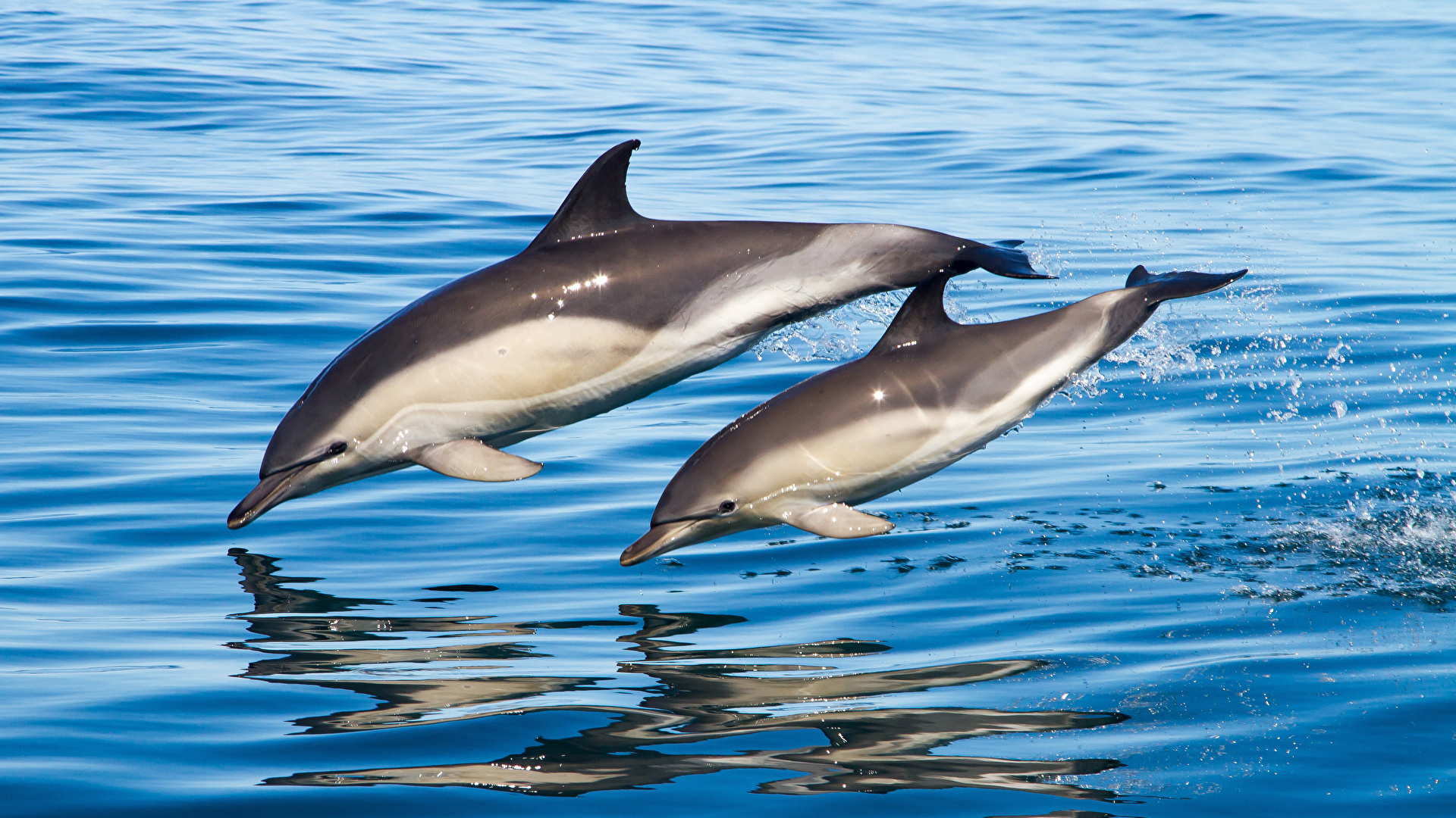 Pictures Dolphins Two Water animal 1920x1080