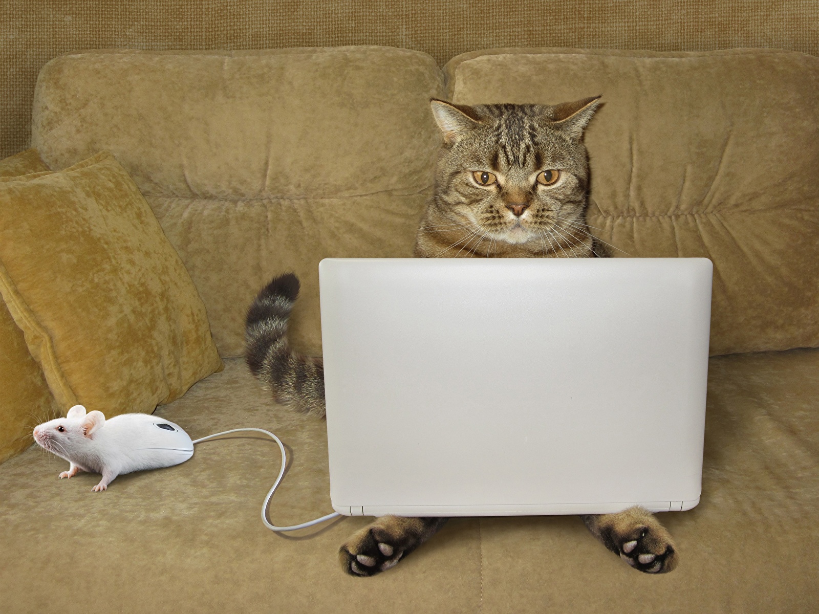 壁紙 1600x10 飼い猫 ネズミ ノートパソコン ソファ おもしろい 動物 ユーモア ダウンロード 写真