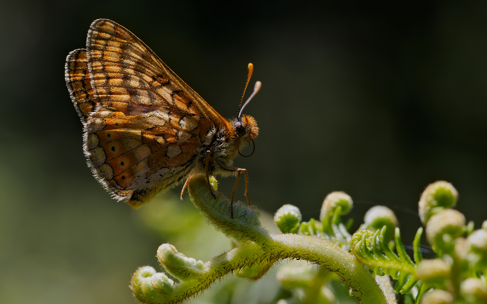 Bilder von Insekten Schmetterling euphydryas aurinia ein Tier Nahaufnahme 1920x1200 Schmetterlinge Tiere hautnah Großansicht