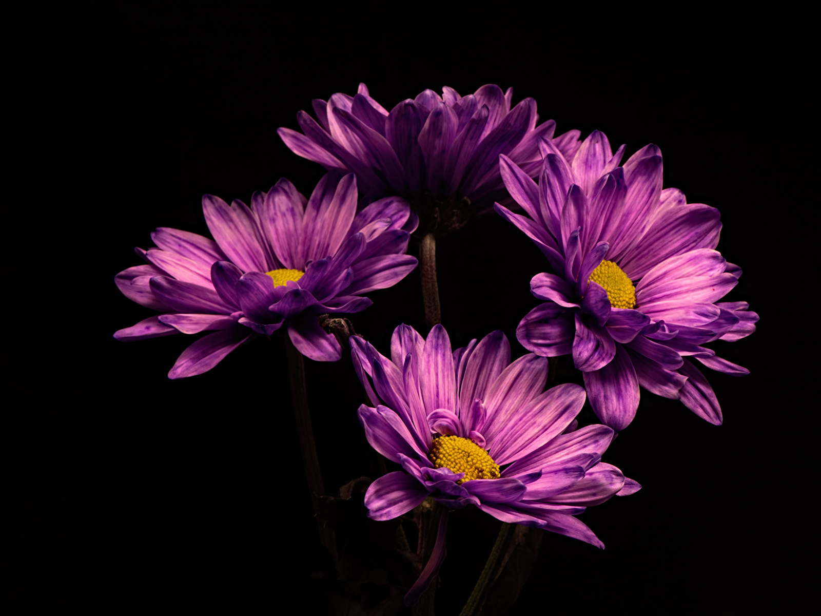 Photos Violet Flowers Chrysanths Closeup Black background 1600x1200