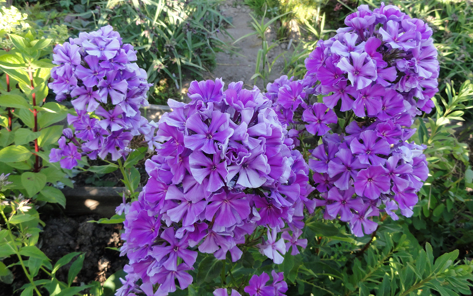 Pictures Violet Phlox Flowers Closeup 1920x1200