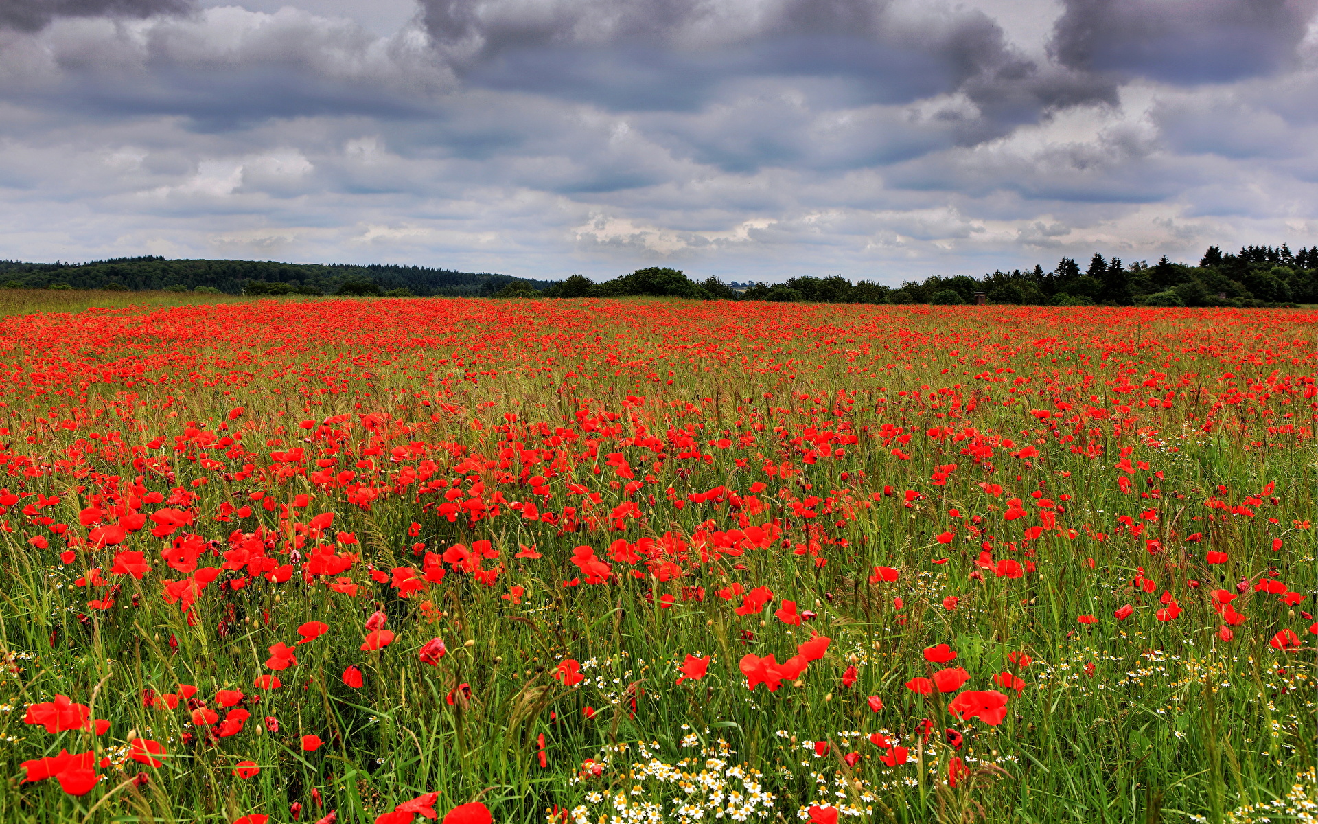 Wallpaper flower papaver 1920x1200