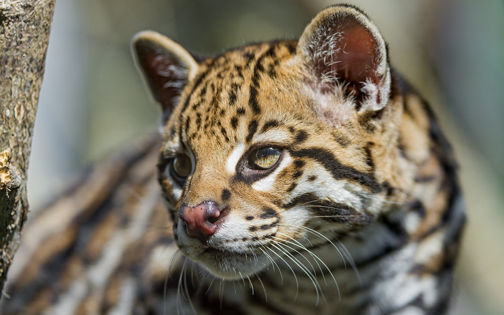 Image Ocelot Whiskers Glance Animals ©Tambako The Jaguar 1920x1200