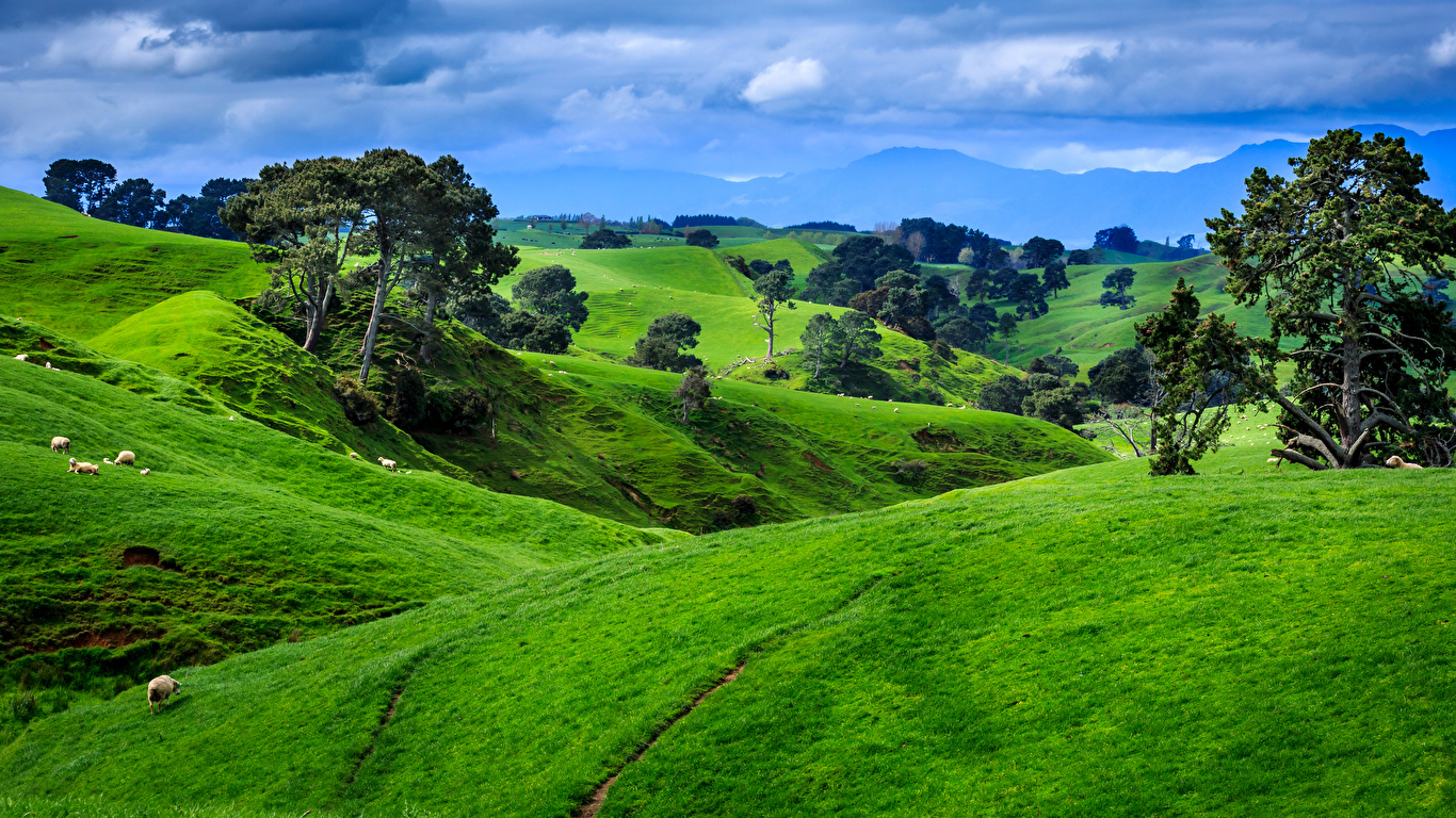 壁紙 1366x768 ニュージーランド 風景写真 草原 木 自然 ダウンロード 写真