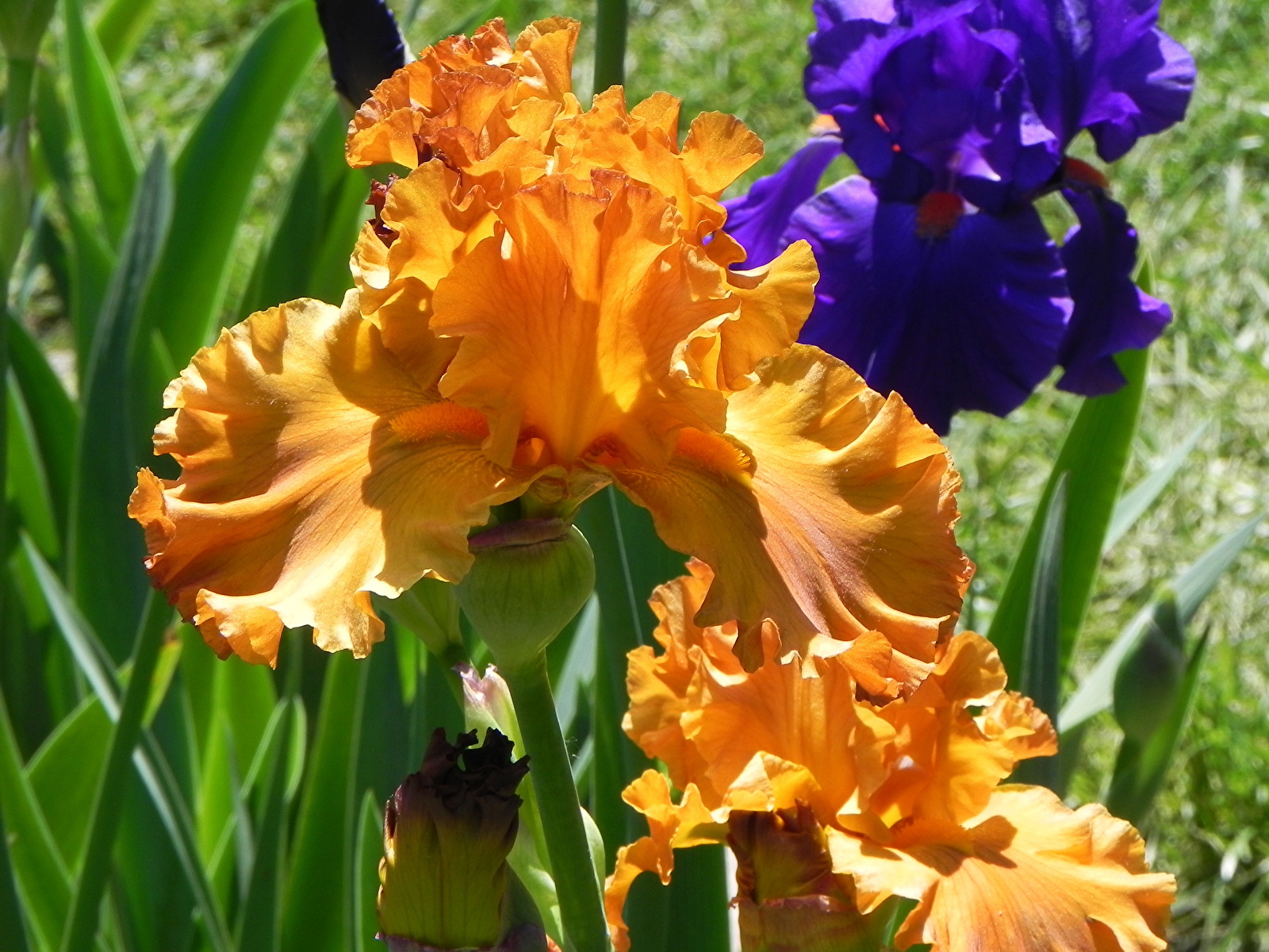 Achtergronden bureaublad lis Bloemen van dichtbij 1600x1200 iris bloem Irissen Close-up
