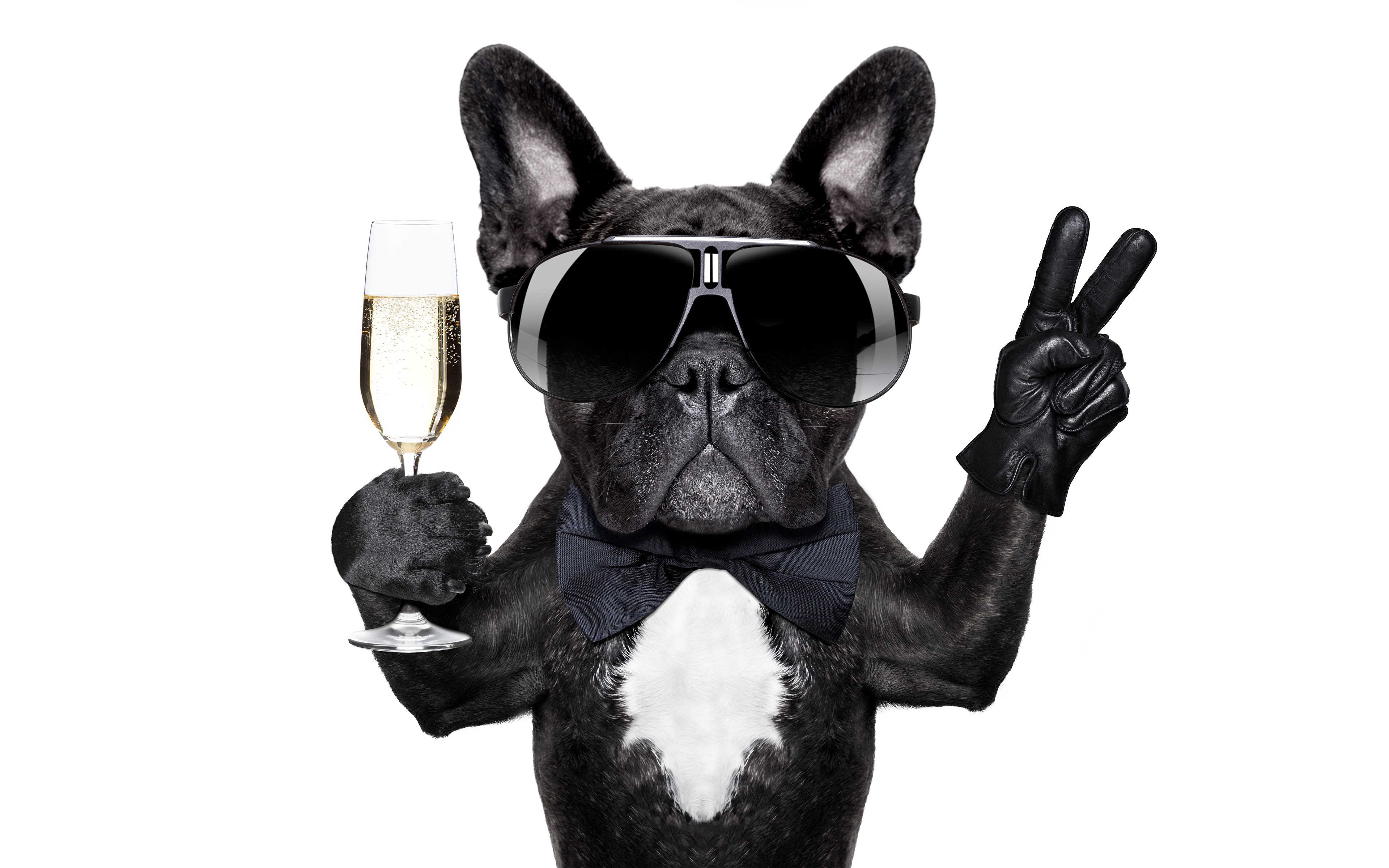 Bilder von Bulldogge Hunde lustiges Brille Weinglas Tiere 3840x2400
