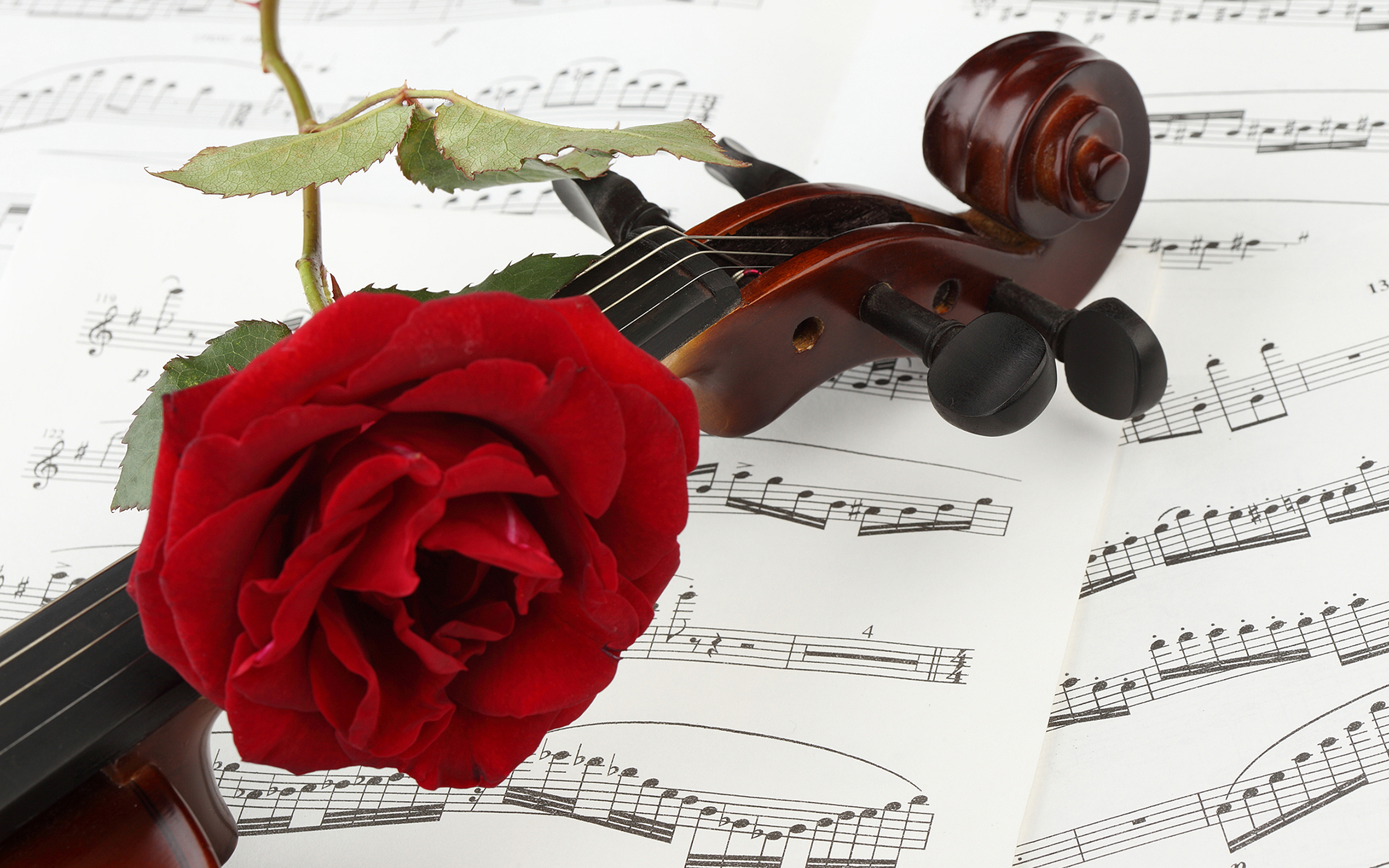 Красивая песня пожелание. Музыкальные инструменты и цветы. Розы и музыкальные инструменты. Цветы для музыканта. Открытка музыканту.