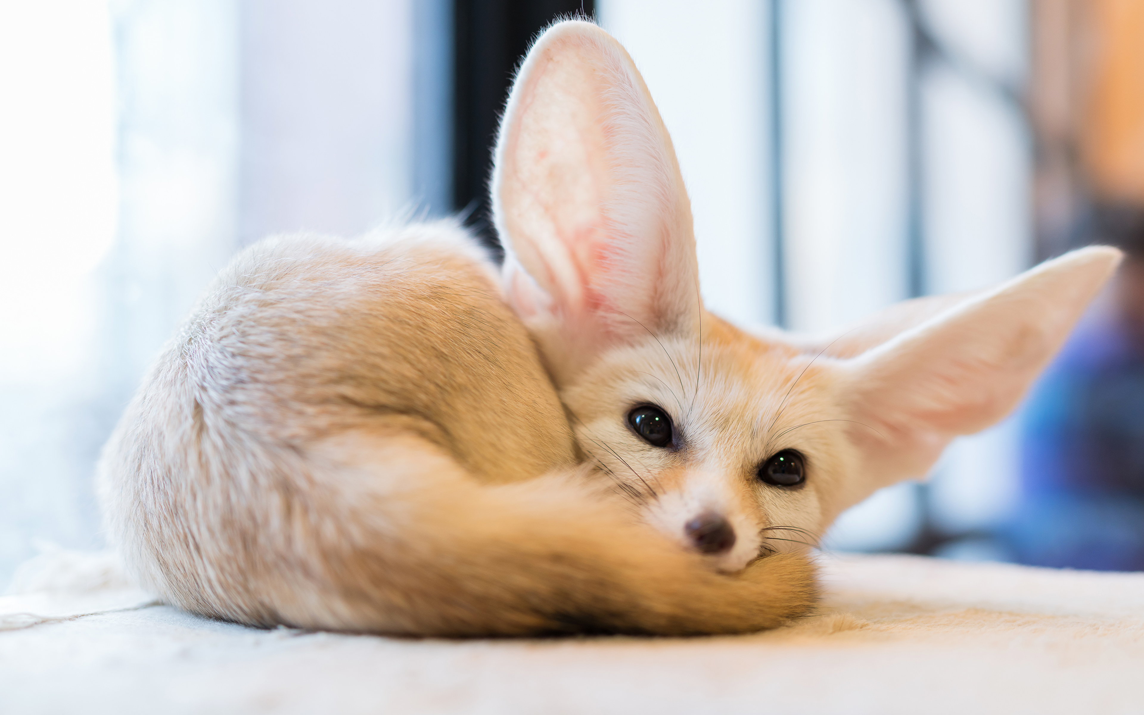 Image Foxes Fennec Fox Staring Animals 3840x2400