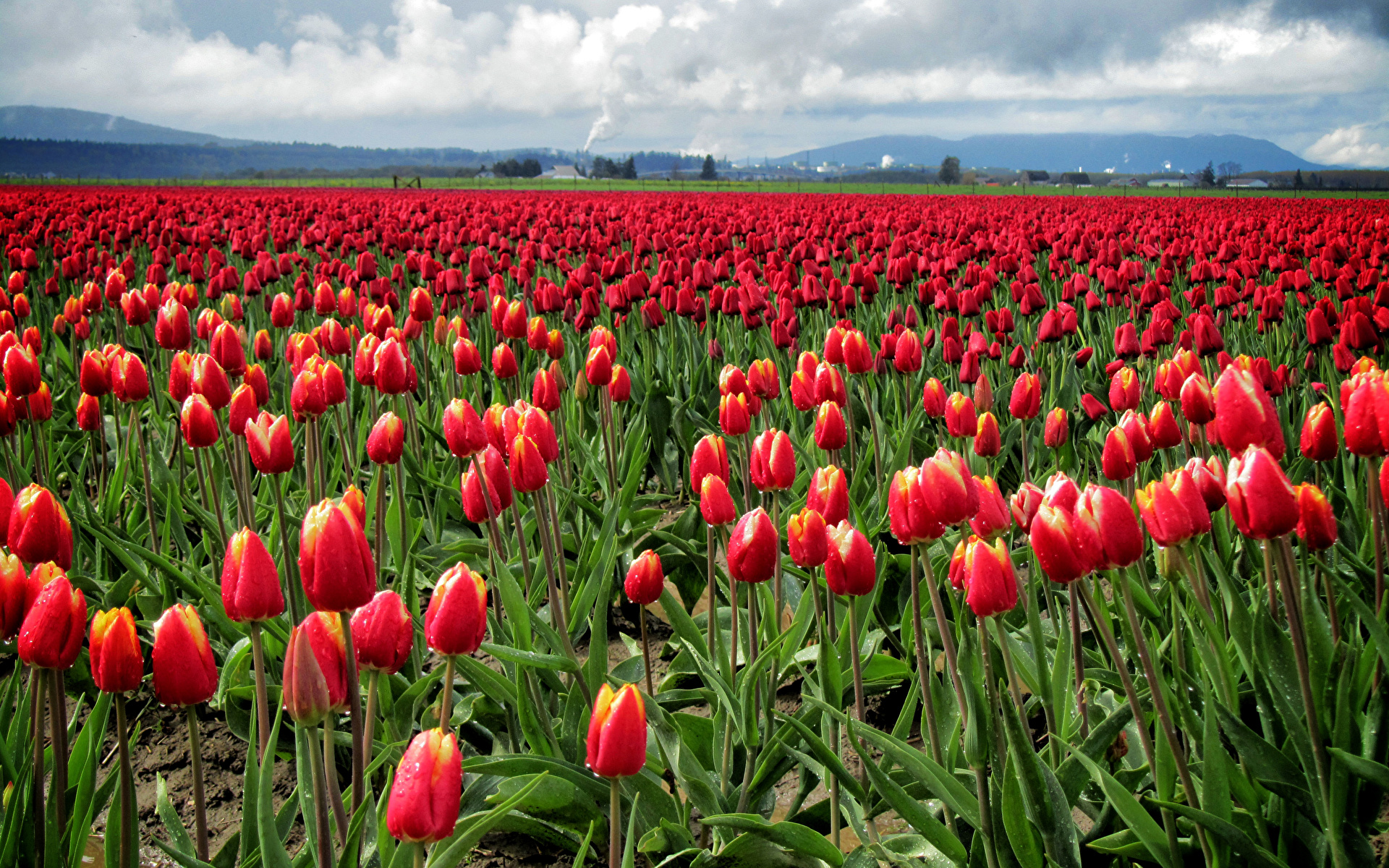 Picture Red Tulip Fields Flowers Many 1920x1200