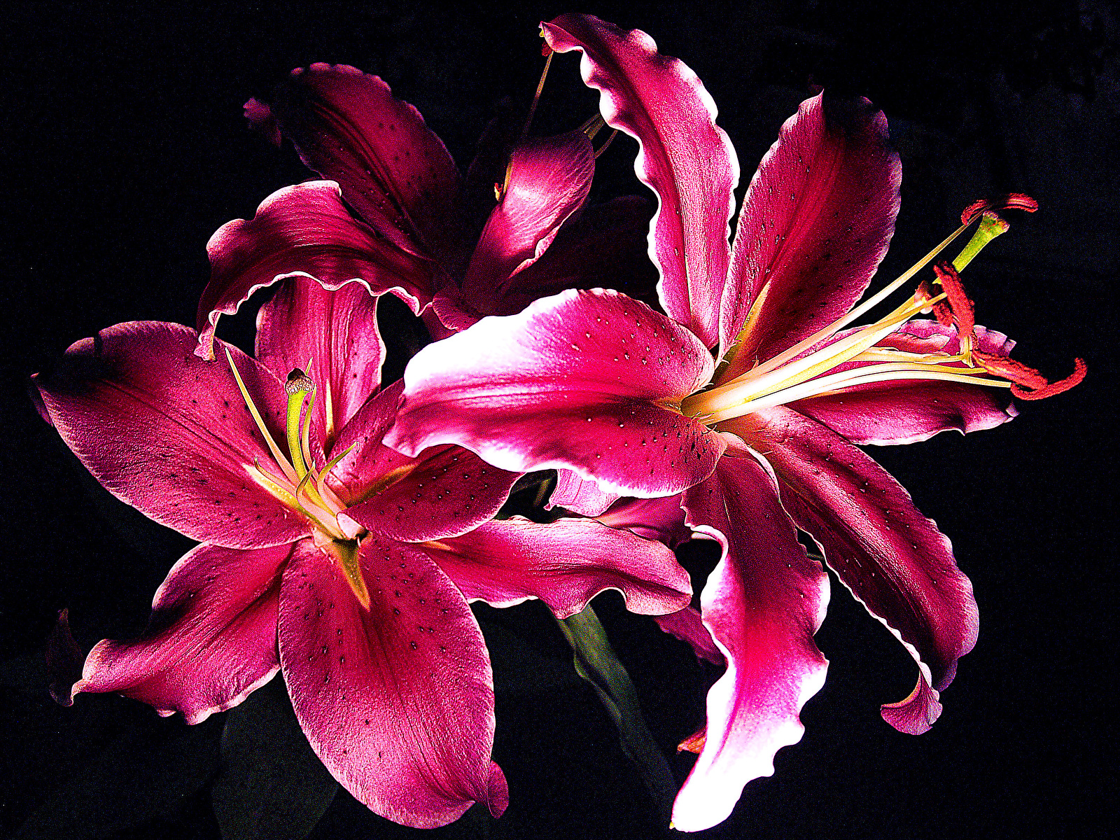 Foto Giglio Fiori Da vicino Sfondo nero 1600x1200 lilium fiore