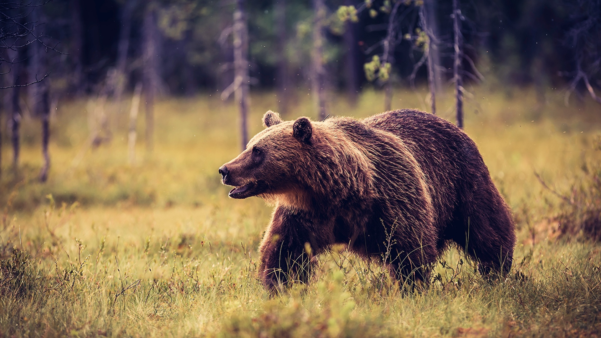 Brown Bear Bear Grizzly Bear background 1440x900  TOP Free Download  pictures