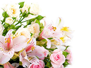 Picture Bouquets Rose Alstroemeria White background flower