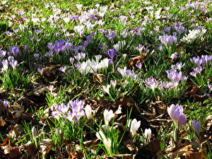 Bureaubladachtergronden Krokus