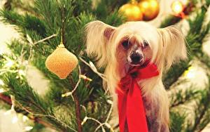 Bilder Hunde Chinese Crested ein Tier