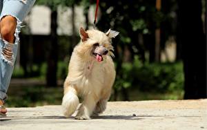 Hintergrundbilder Hunde Chinese Crested Tiere