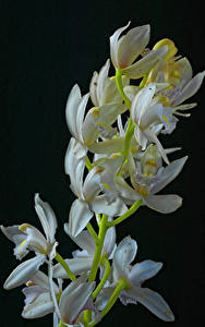 Bureaubladachtergronden Orchidee Van dichtbij Zwarte achtergrond Witte Bloemen