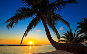 Fonds d'écran Levers et couchers de soleil Maldives Les palmiers Le tronc Soleil Nature