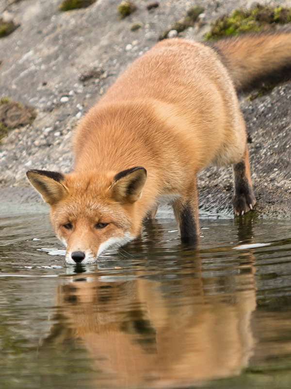 Wallpaper Foxes Drinking water Water Animals 600x800