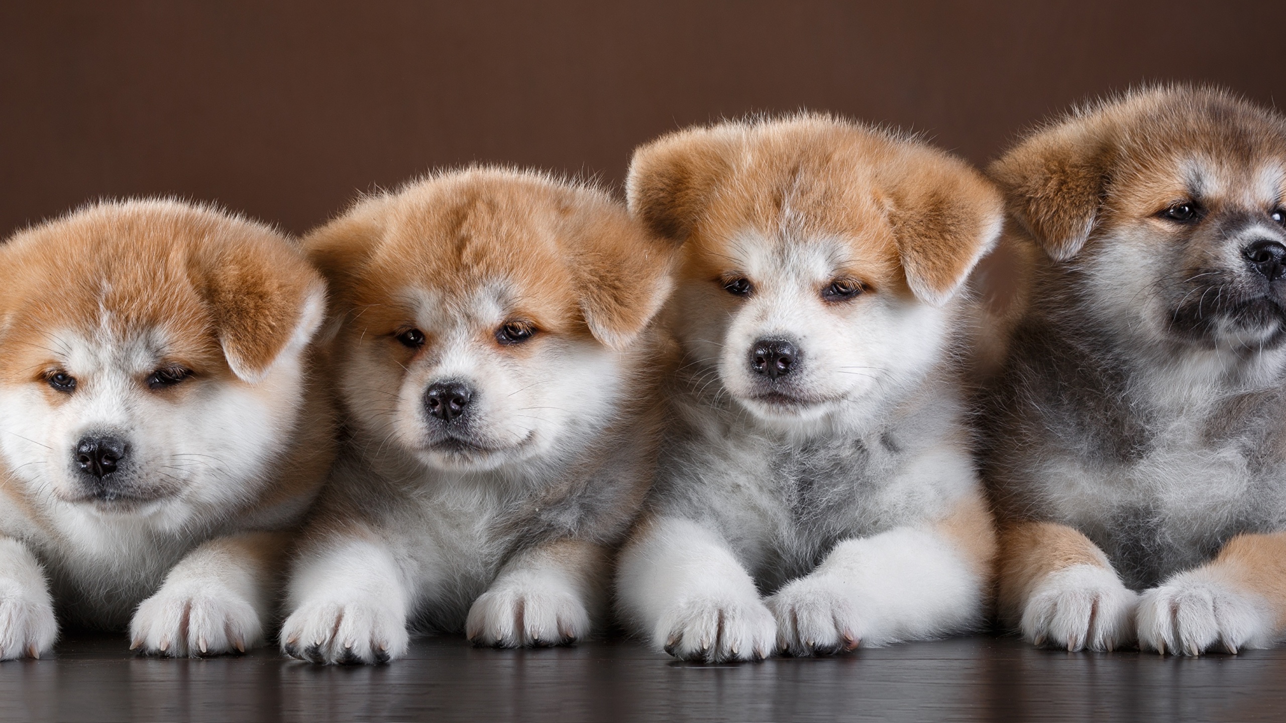画像 : 日本犬 6犬種 まとめてみた - NAVER まとめ