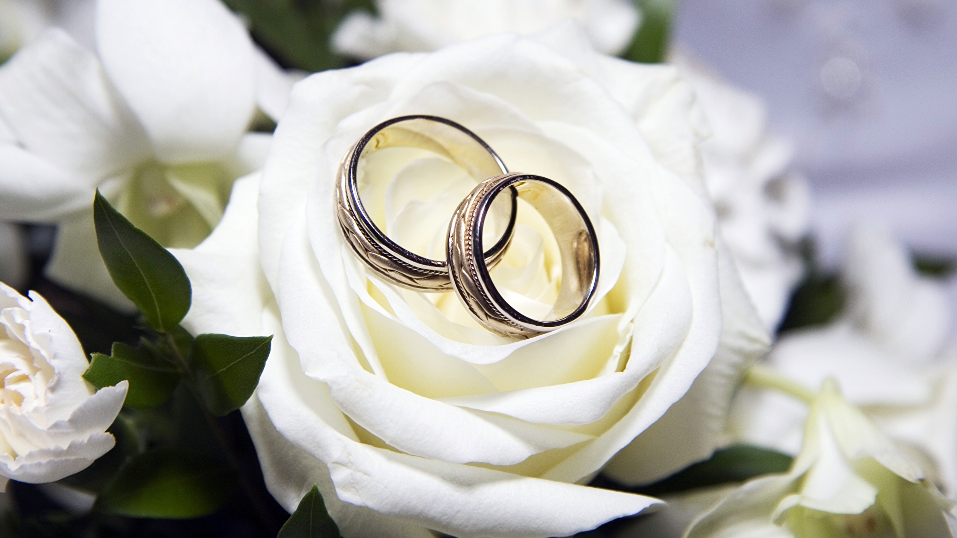 Photos Roses Ring Flowers Jewelry 1920x1080