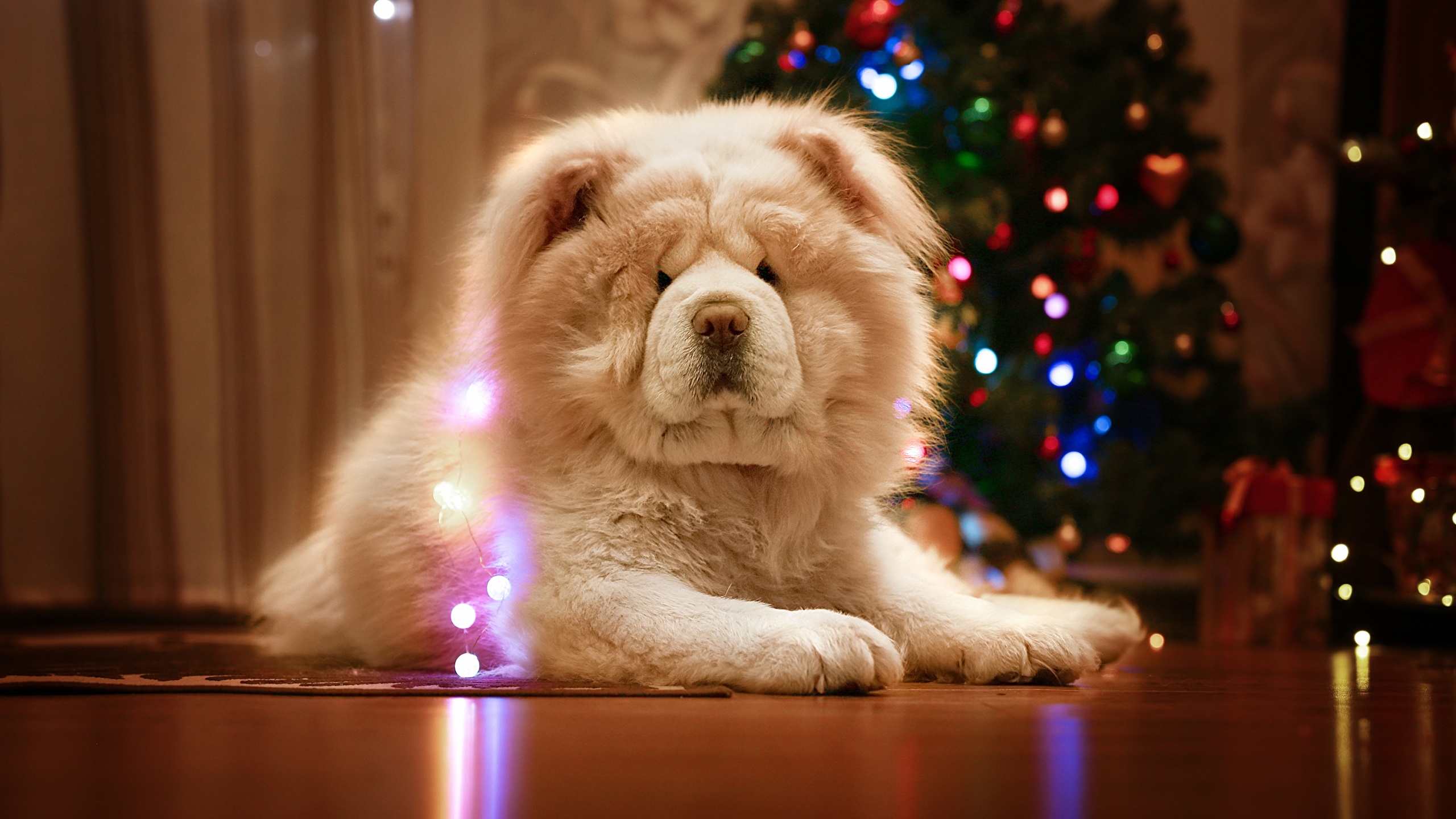 Bilder Chow Chow Hunde Neujahr Weiss Ein Tier 2560x1440