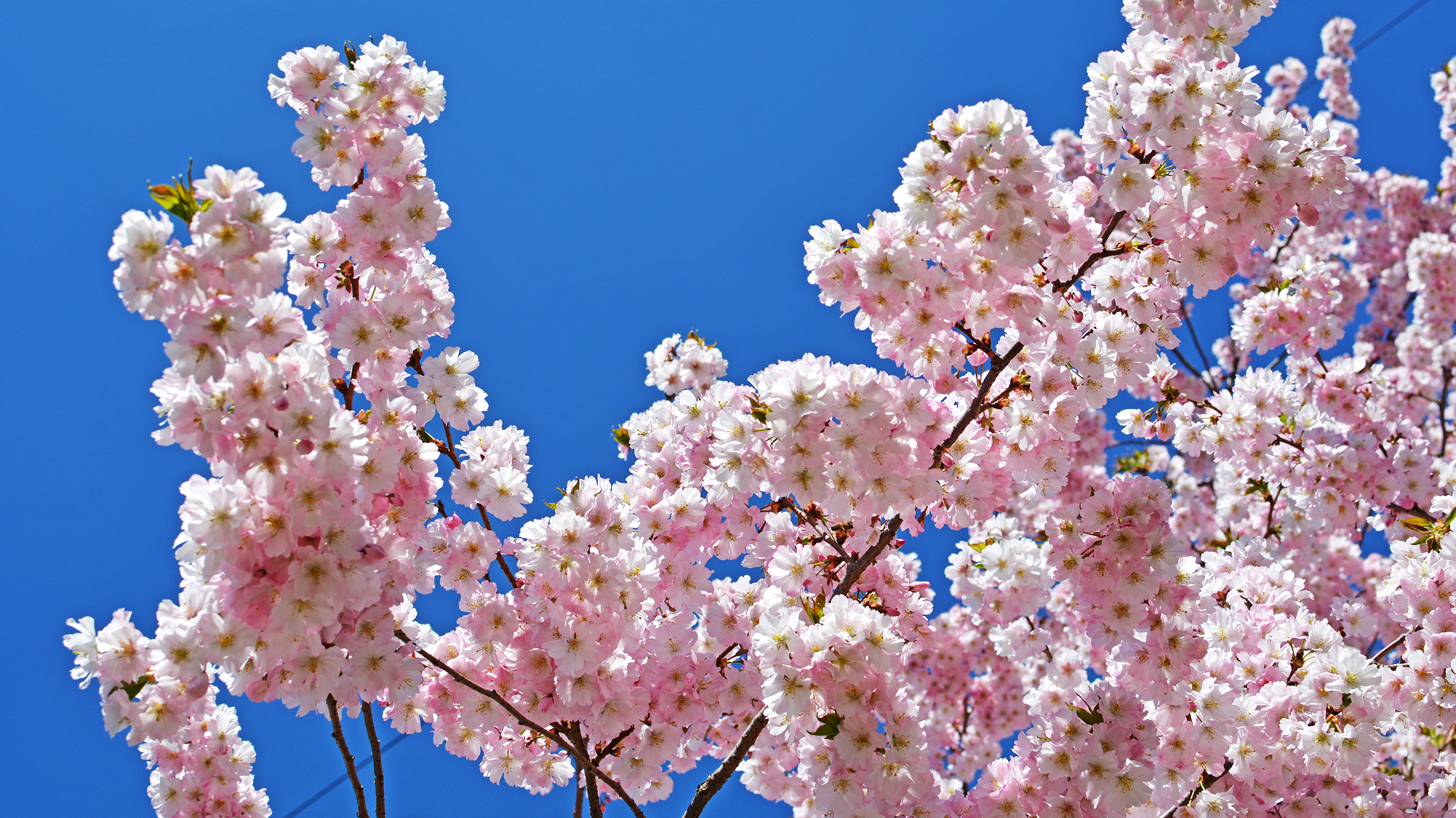 壁紙 3840x2160 花の咲く木 春 色の背景 枝 花 ダウンロード 写真