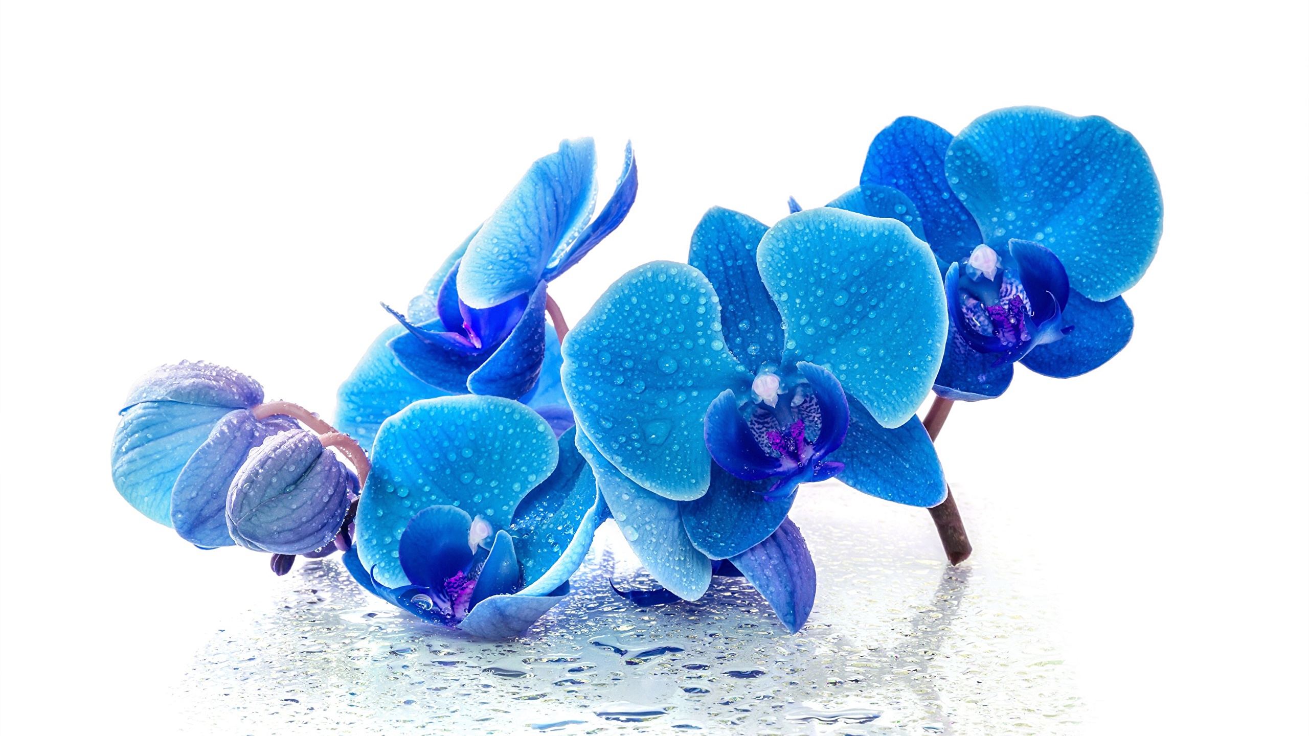 Fonds Decran 2560x1440 Orchidées Bleu Goutte Fond Blanc