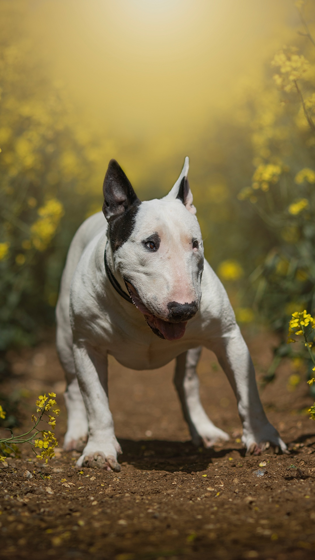 Bull store terrier 1920