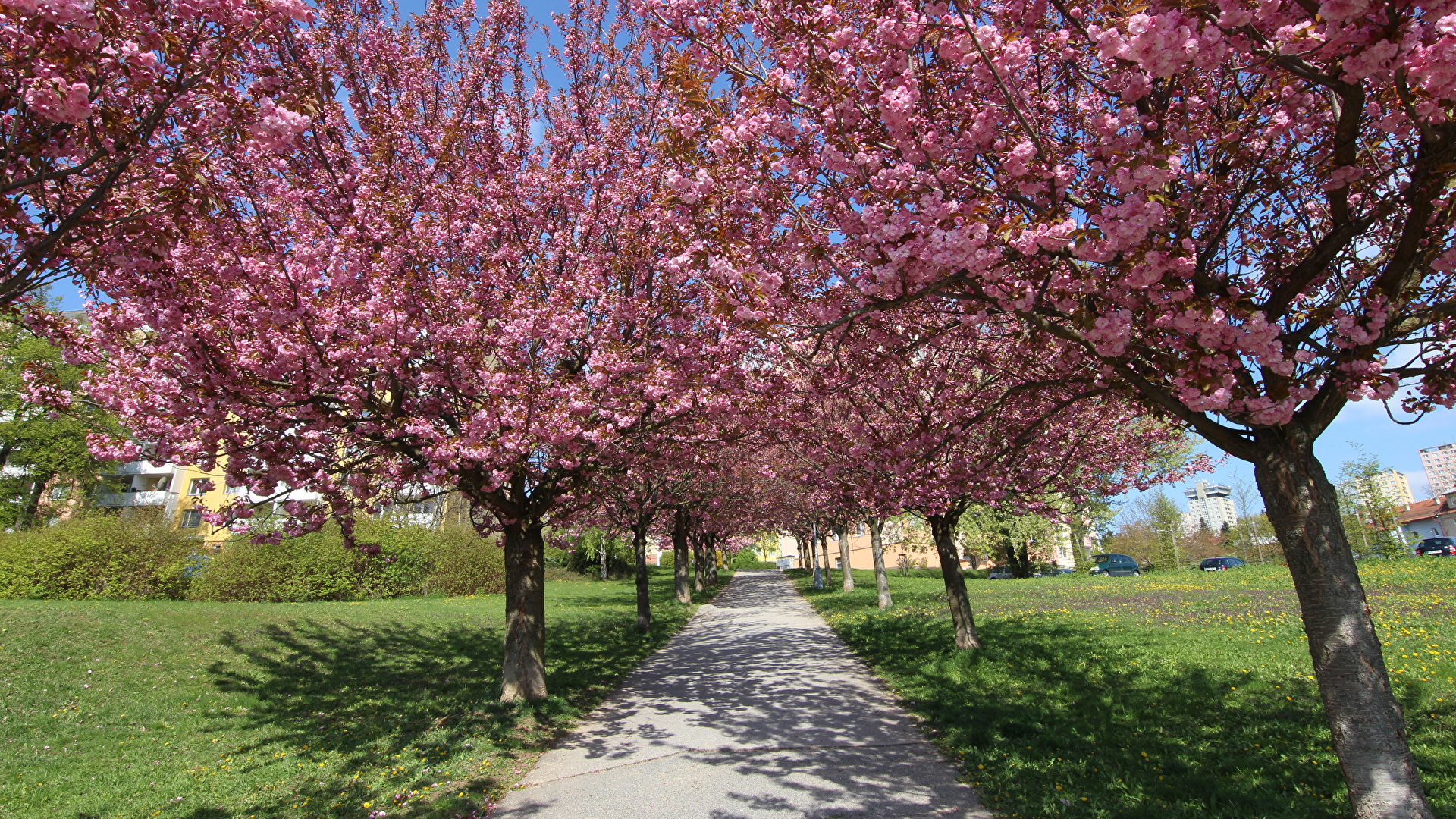 壁紙 19x1080 季節 春 花の咲く木 サクラ 小路 自然 ダウンロード 写真