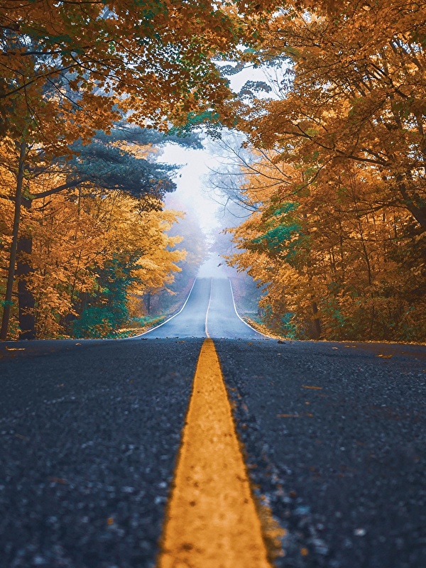 Wallpaper Autumn Nature Roads Asphalt Stripes Trees 600x800