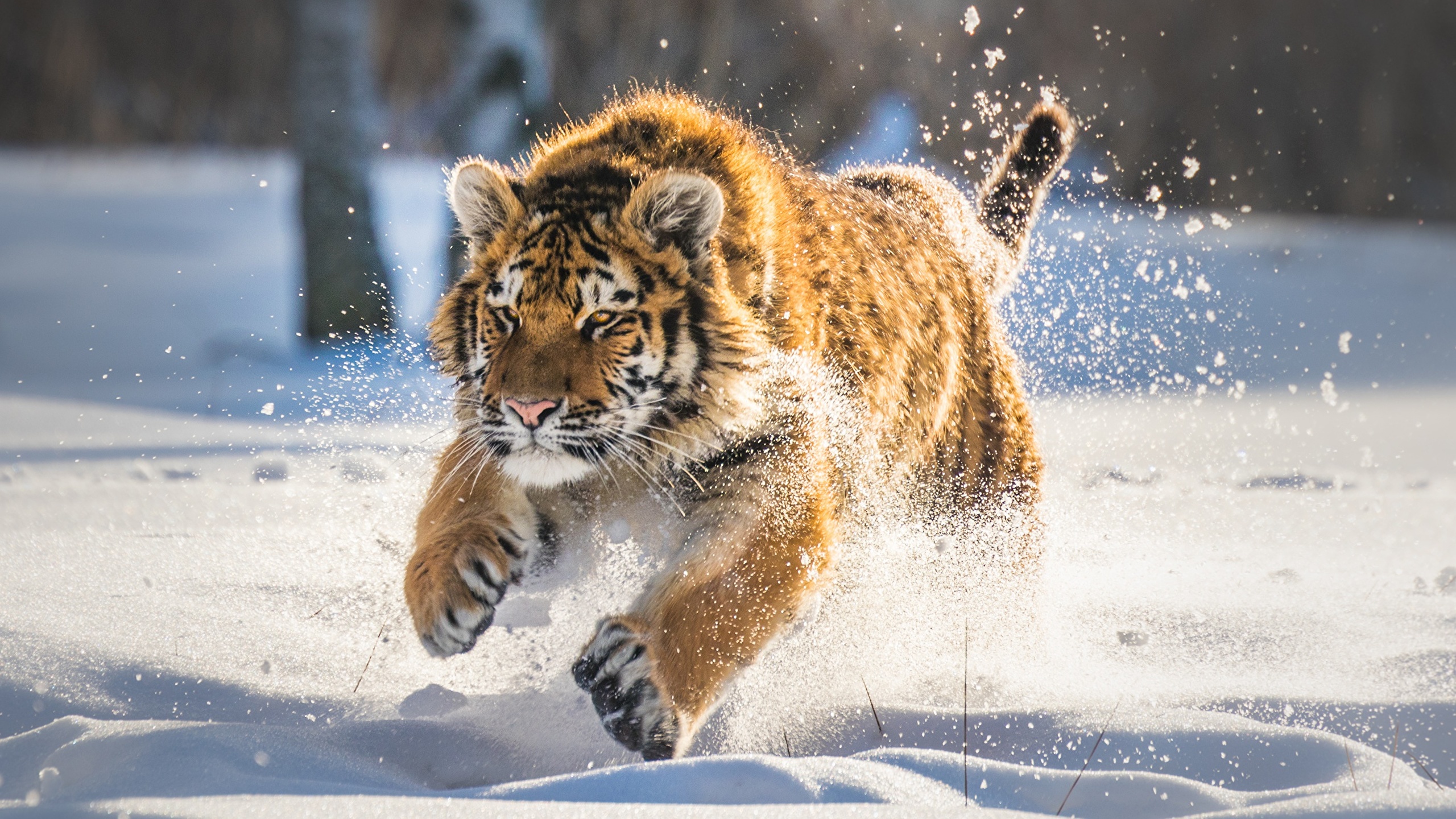 壁紙 2560x1440 トラ 若い動物 雪 ランニング 動物 ダウンロード 写真