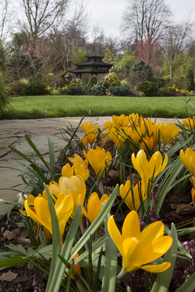 Photo England Walsall Garden Yellow flower Gardens Crocuses 640x960