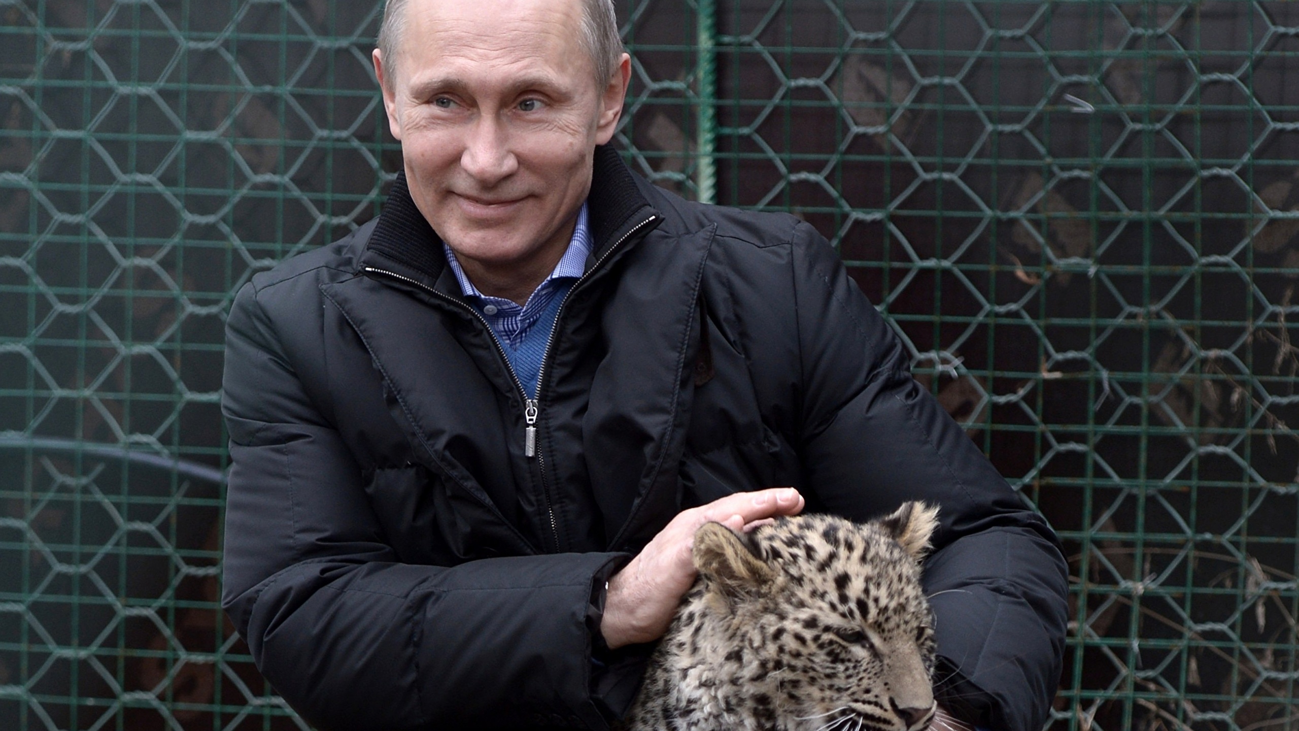 Image Vladimir Putin Leopards Man Celebrities 2560x1440