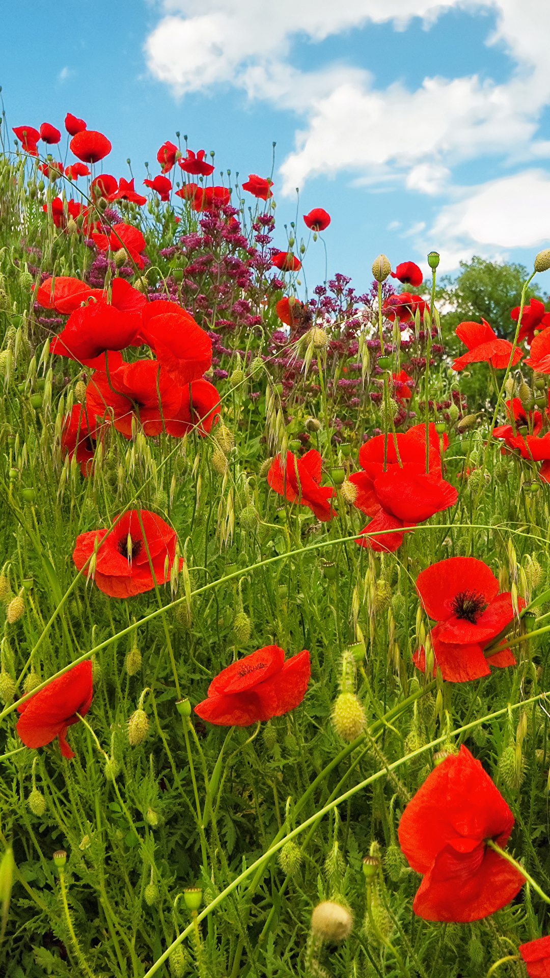 Image Fields papaver Flowers 1080x1920