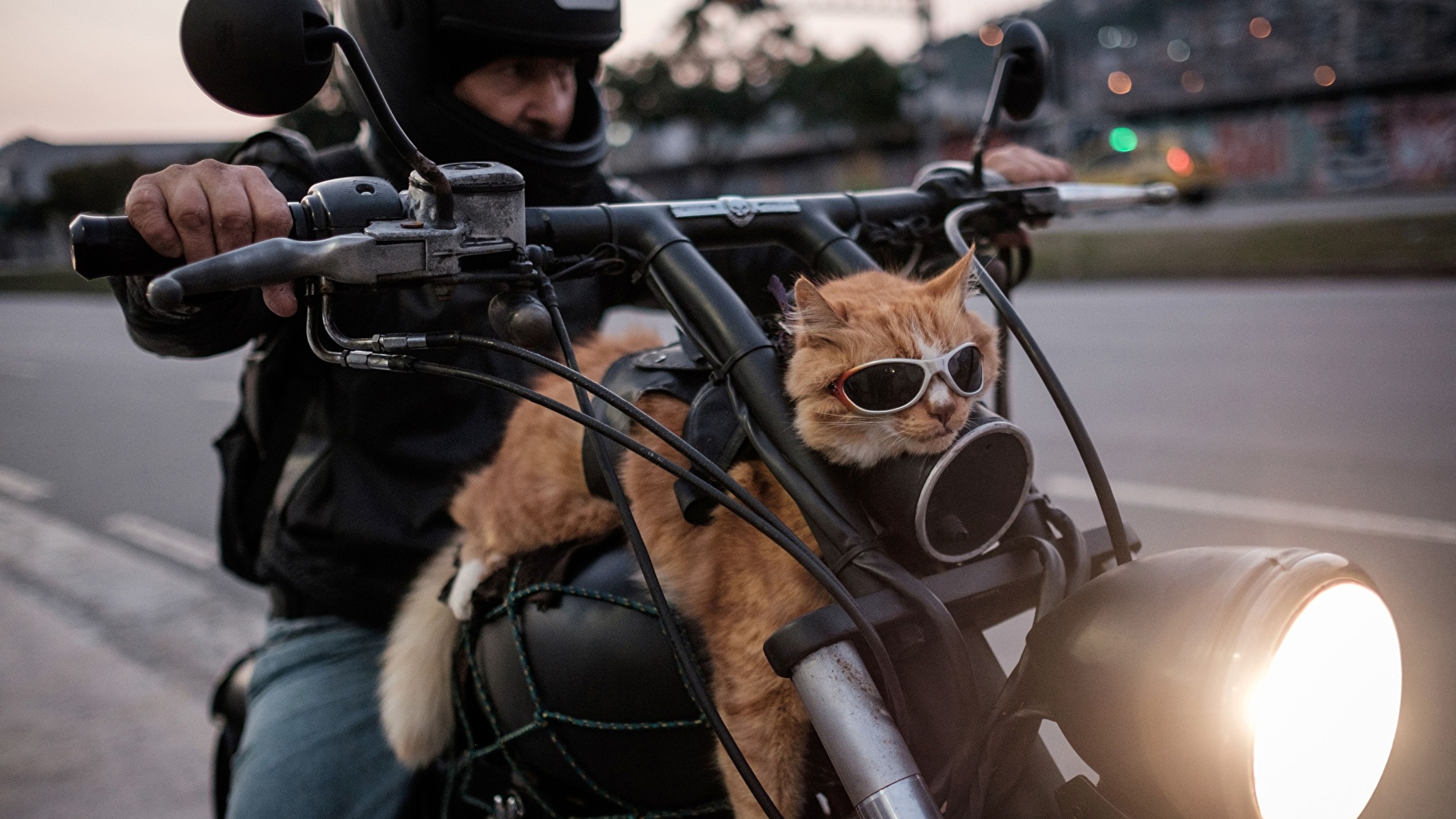 壁紙 19x1080 飼い猫 モーターサイクリスト 眼鏡 おもしろい オートバイ 動物 ダウンロード 写真