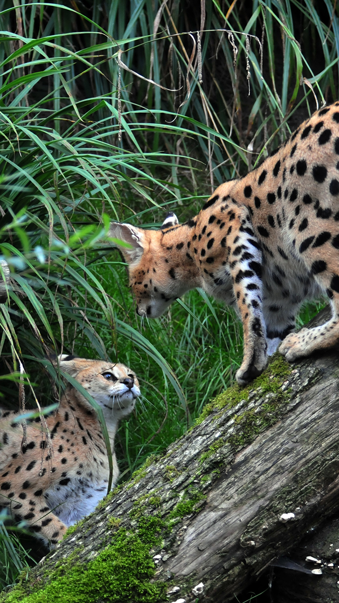 壁紙 1080x19 サーバル 2 二つ 木の幹 動物 ダウンロード 写真