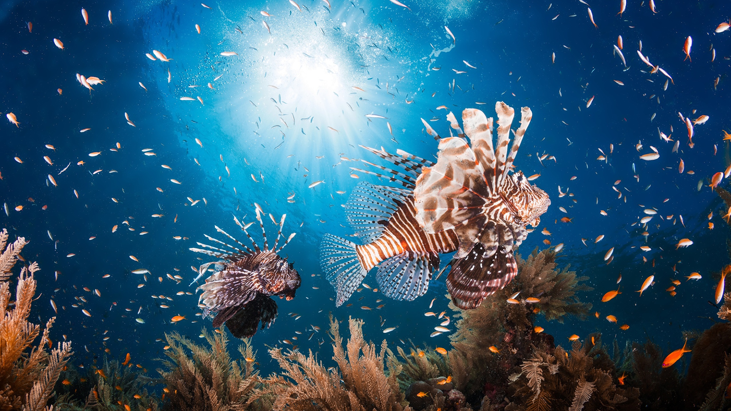 壁紙 2560x1440 海底世界 鱼 獅子魚 動物 下载 照片