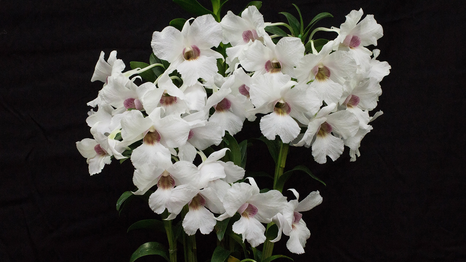 Fonds Decran 1920x1080 Orchidées Fond Noir Blanc Fleurs