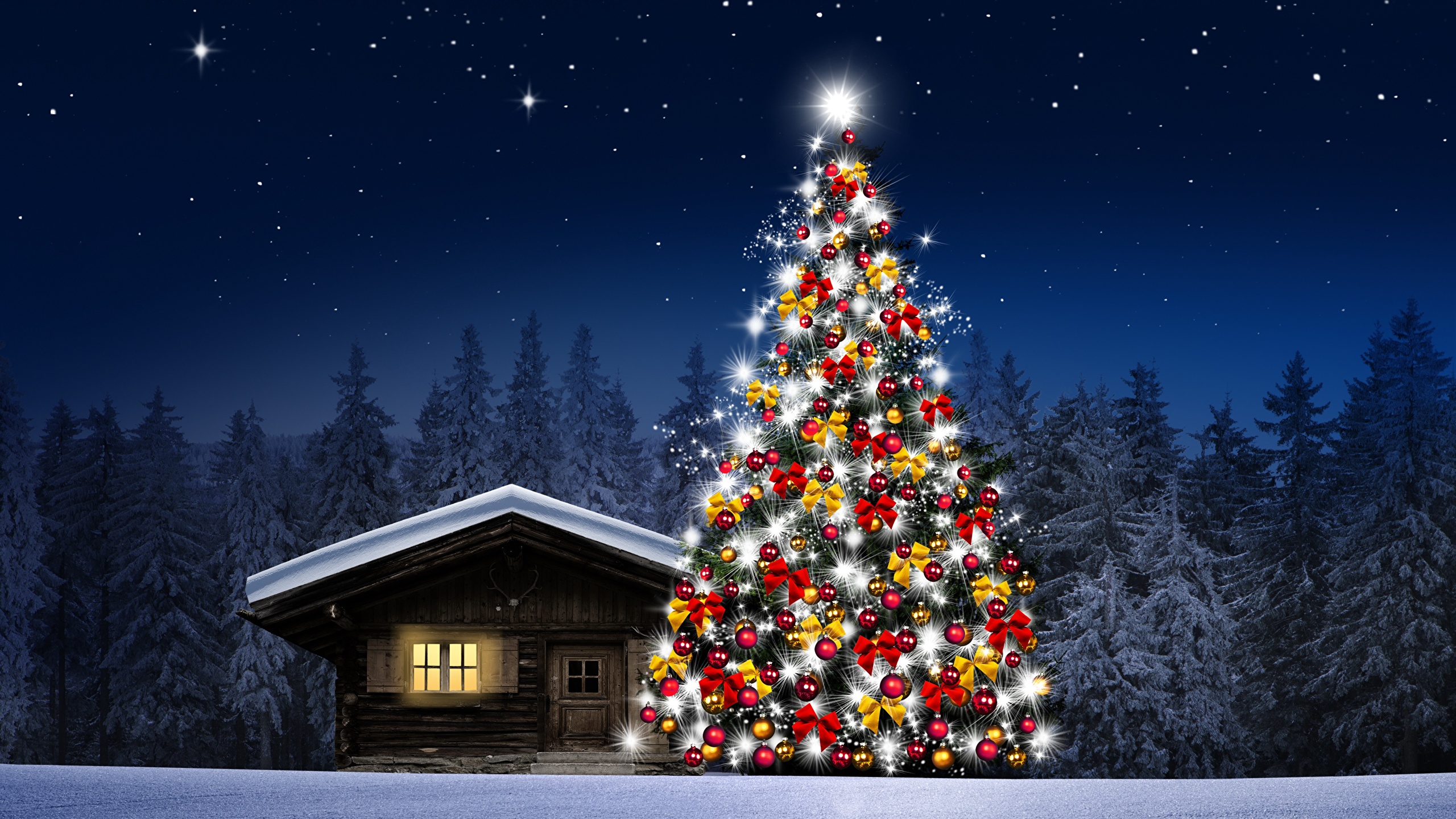 壁紙 2560x1440 住宅 森林 夜 クリスマスツリー 雪 自然 ダウンロード 写真