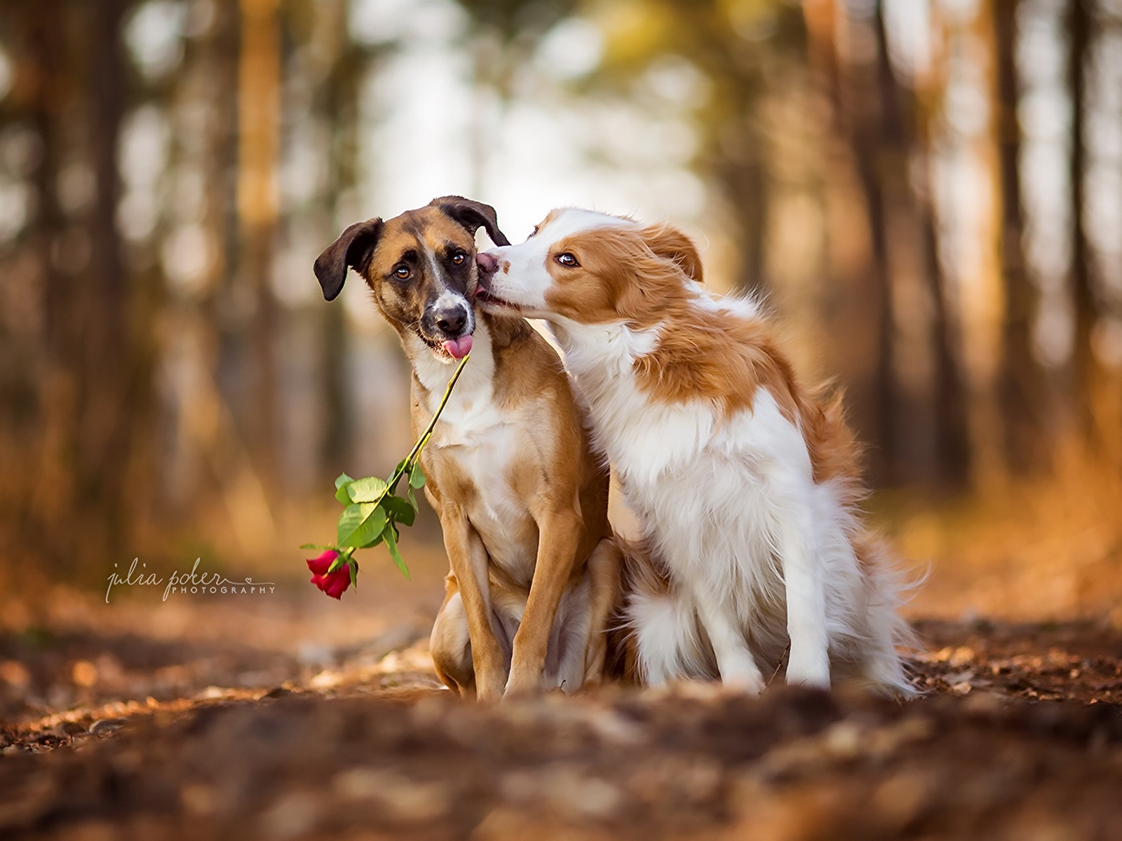 Bilder von Hunde Zwei Liebe Rosen Tiere 1600x1200