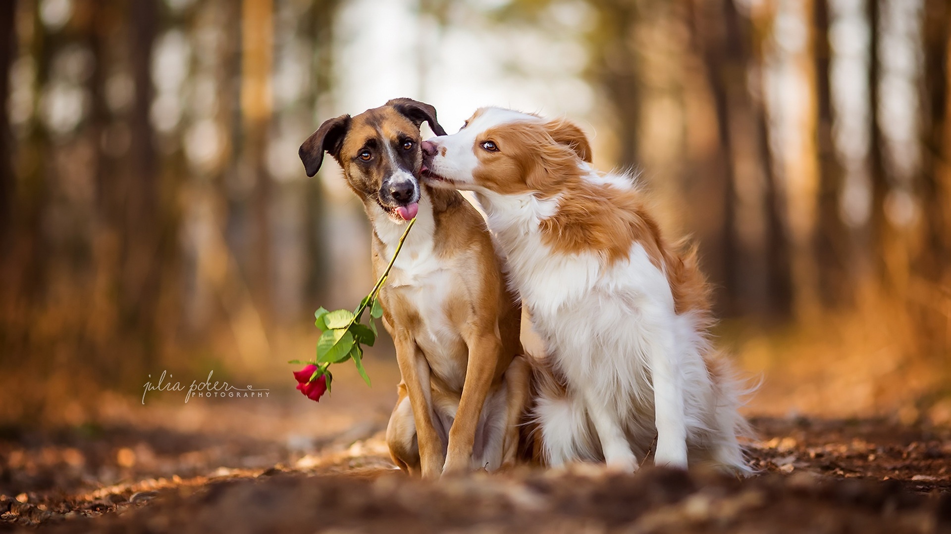 Photos Dogs Two Love Roses Animals 1920x1080