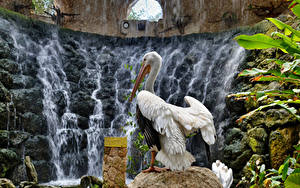 Hintergrundbilder Vögel Pelikane Wasserfall ein Tier Natur