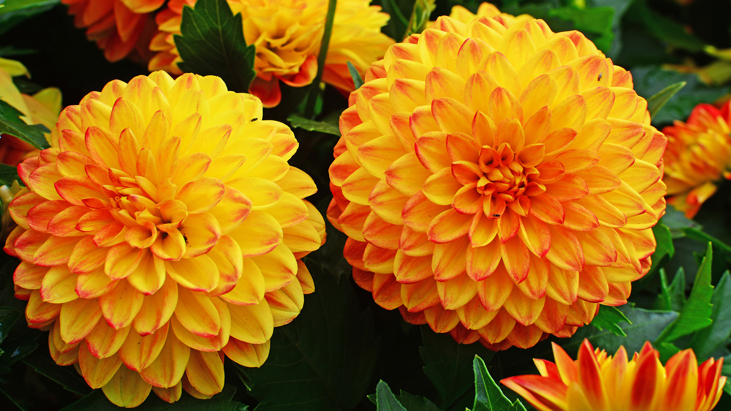 Pictures 2 Orange flower Dahlias Closeup 2560x1440