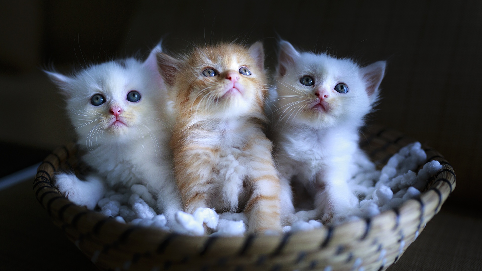 Bilder von Kätzchen Katzen Flauschige Drei 3 Tiere 1920x1080