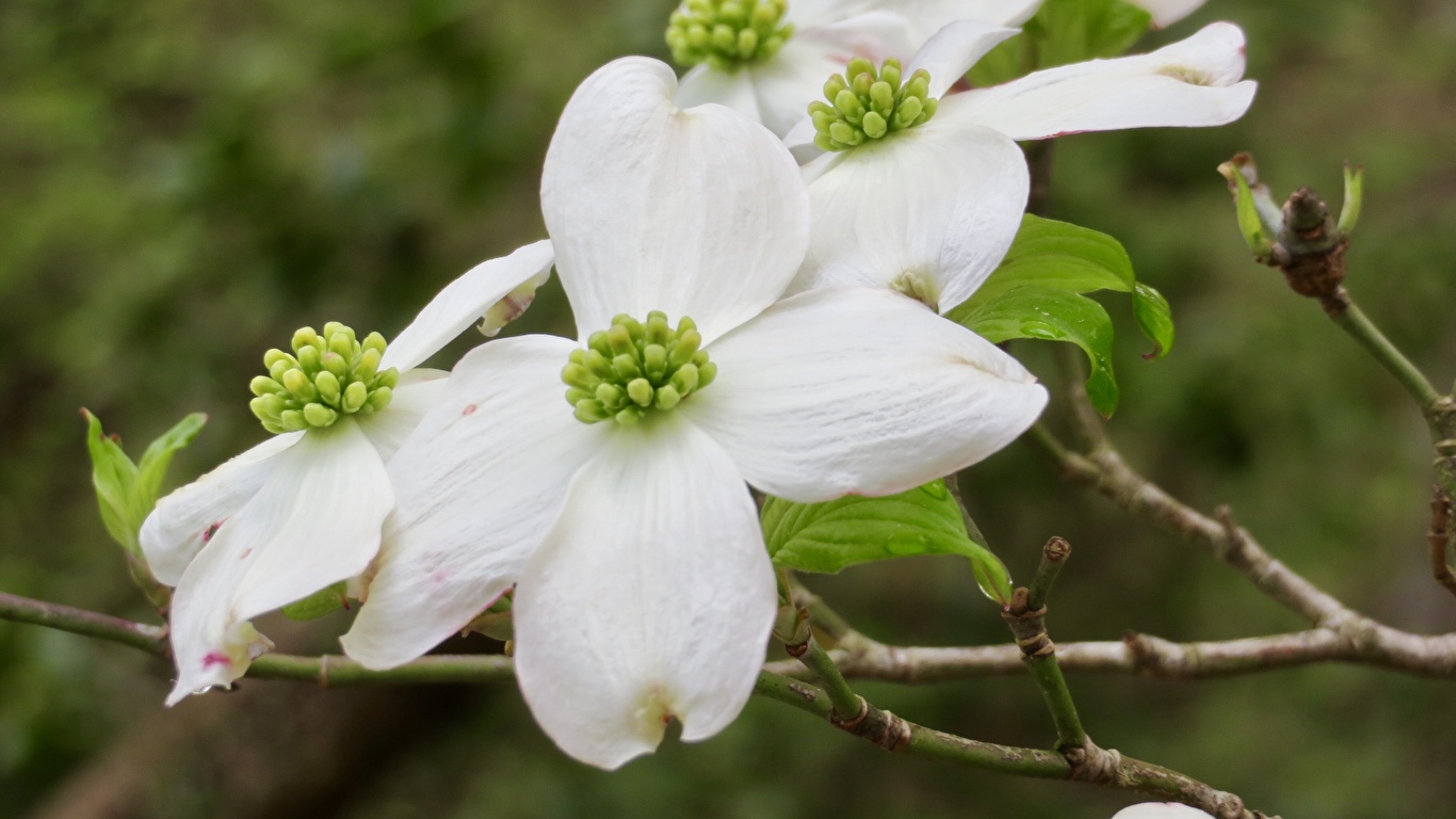 Images Dogwood White flower Branches Closeup 1366x768